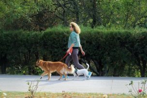 2匹の犬の散歩をする女性